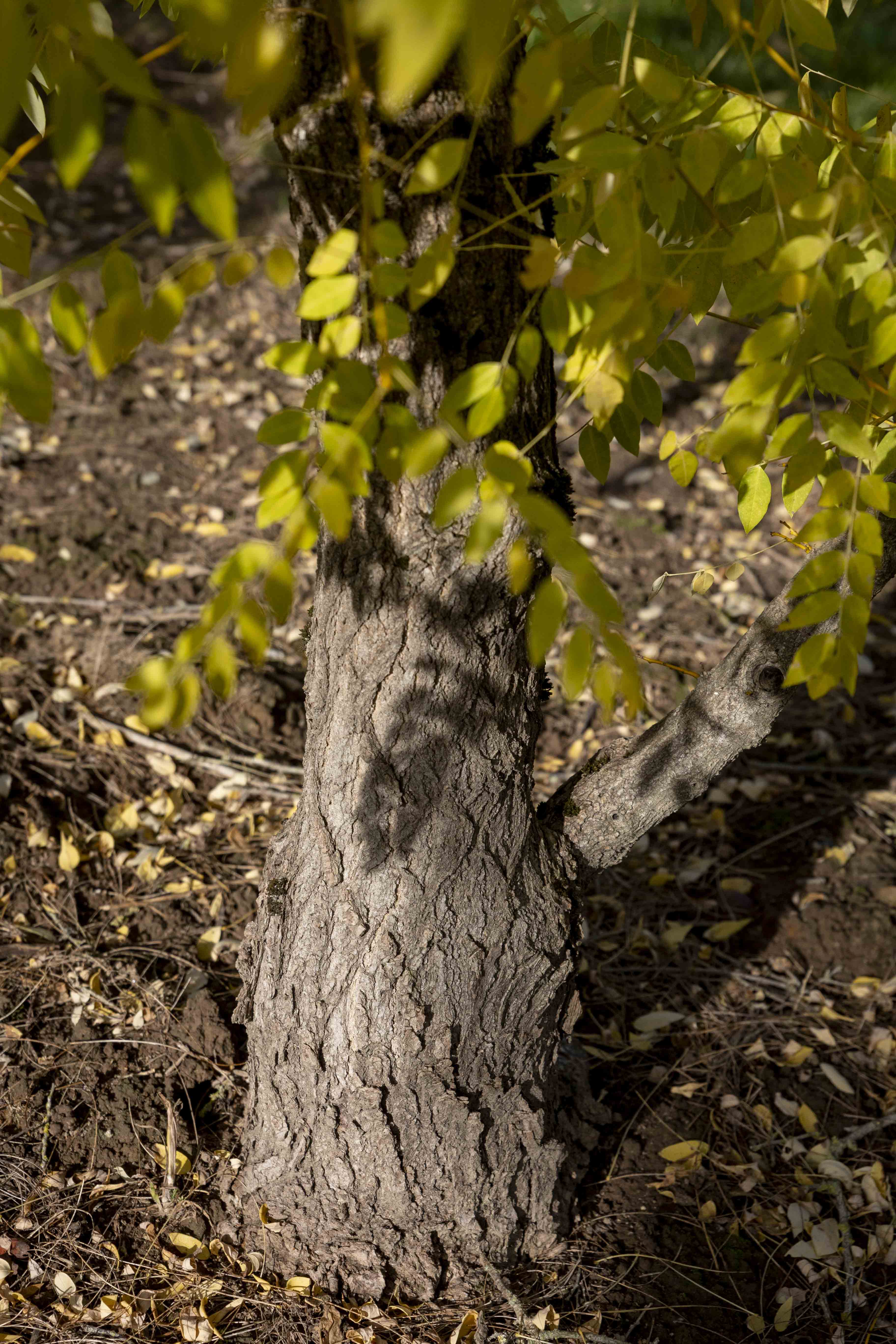 Sophora japonica 'Golden Standard' Unikat
